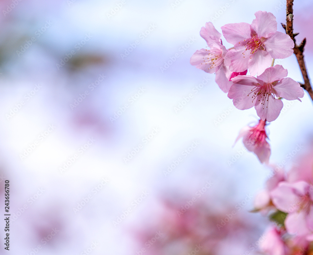Obraz premium Piękne kwiaty wiśni sakura kwitną wiosną na błękitnym niebie, kopia przestrzeń, z bliska.