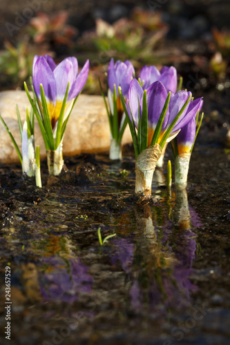 Spring flowers after melting snow. Blooming crocus buds are reflected in the water during springtime warming.