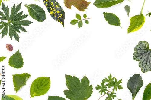 Flat layer of leaves of various plants lies on a white background in the form of a frame.