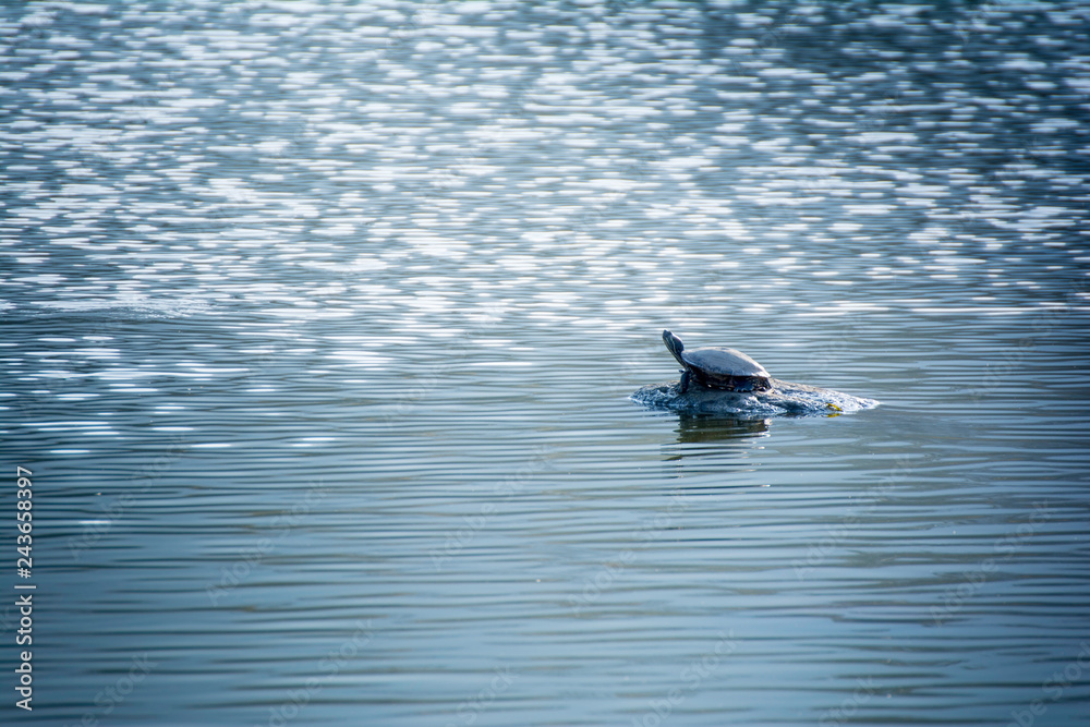 Fototapeta premium Black color turtle sunbathing on lake pond stone