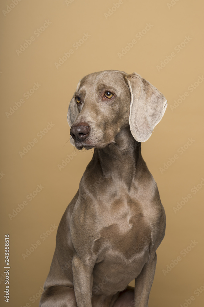 Fototapeta premium Portrait of a female Weimaraner dog on a beige background