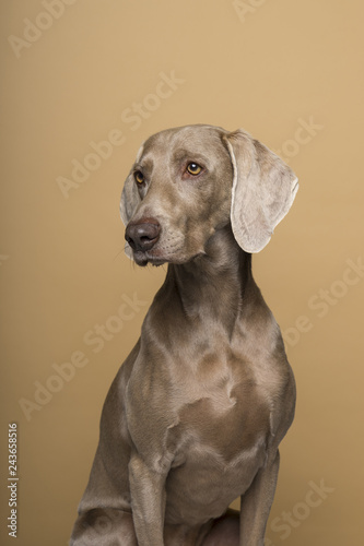Portrait of a female Weimaraner dog on a beige background