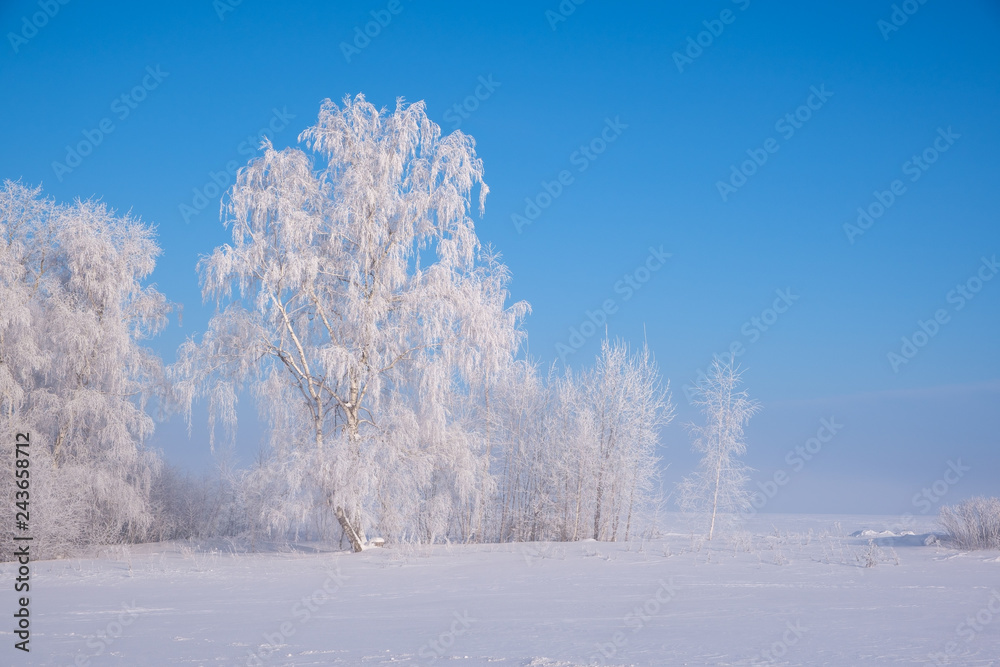 beautiful winter landscape with snow-covered trees in fog beautiful winter landscape with snow-covered trees in fog