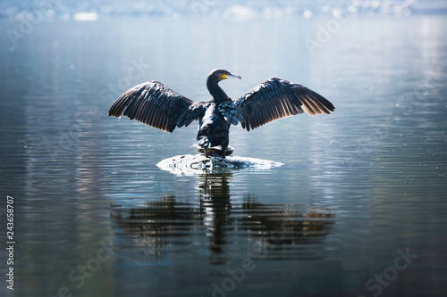 Beautiful light Great Cormorant spreading his wings sitting on a stone photo