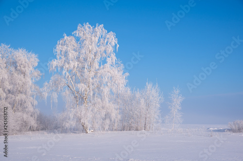 beautiful winter landscape with snow-covered trees in fog