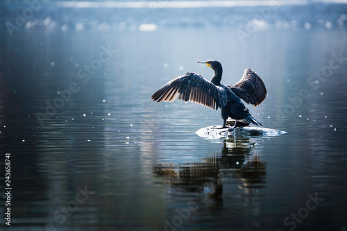 Beautiful light Great Cormorant spreading his wings sitting on a stone photo