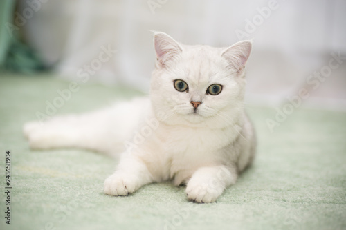 beautiful young cat breed Scottish chinchilla straight
