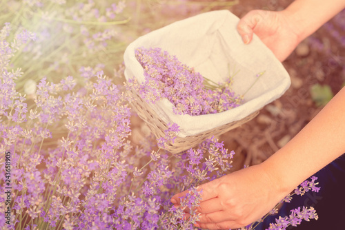 Fototapeta Naklejka Na Ścianę i Meble -  Gathering fresh lavender in a wicker basket. Beautiful girl gather fresh lavender in lavender field. Sun, sun haze, glare. Purple tinting.