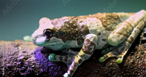 Amazon Milk Frog - Trachycephalus resinifictrix close up macro view. Exotic fauna of tropical rainforest photo