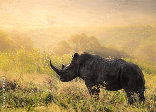 Breitmaul Nashorn Bulle in Südafrika photo