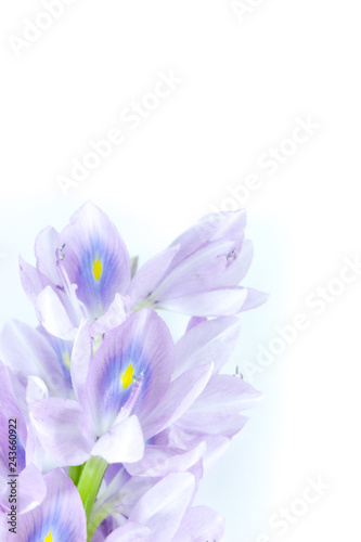 Water Hyacinth Close up