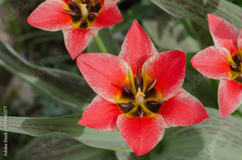 Beautiful tulip with stripe photo