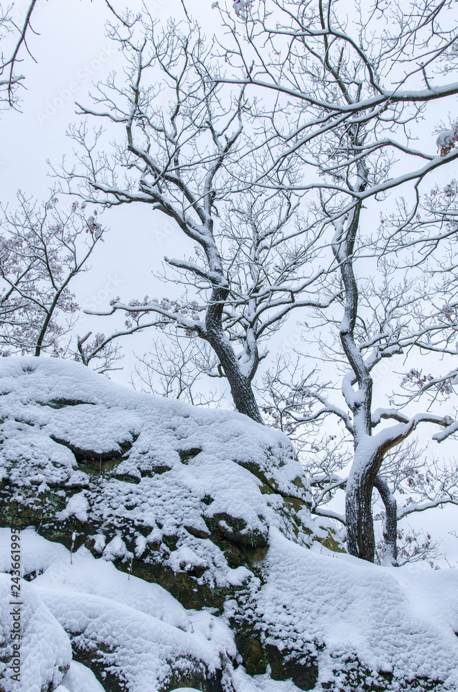 bare trees in winter atop the rocks in the snowy Harz mountains bare trees in winter atop the rocks in the snowy Harz mountains
