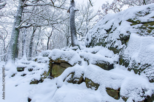 the rocky ground of the forest in Harz mountains covered with fresh snow in winter © NRoytman Photography