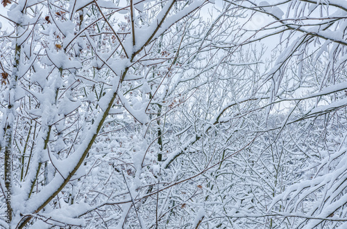 close-up of snow covered bare trees with the Harz mountains range visible in the background