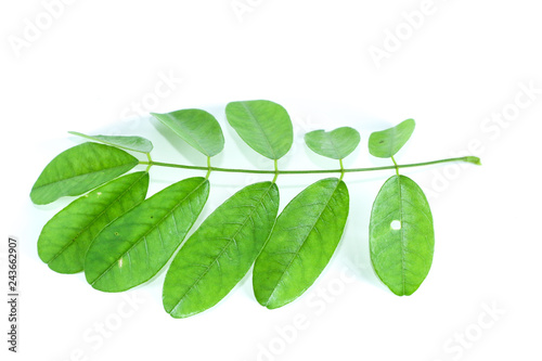 Jewel vine Close up