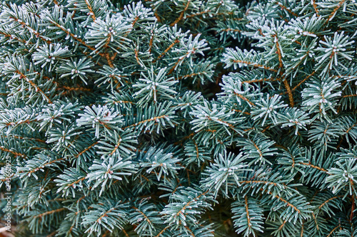 Frost on the green needles of spruce silver Picea oomorika Karel. Early frosty morning. Close-up of twigs with needles in natural sunlight. Texture for design. photo