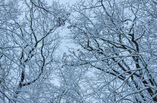 bare tree branches covered with fresh snow against the sky background © NRoytman Photography