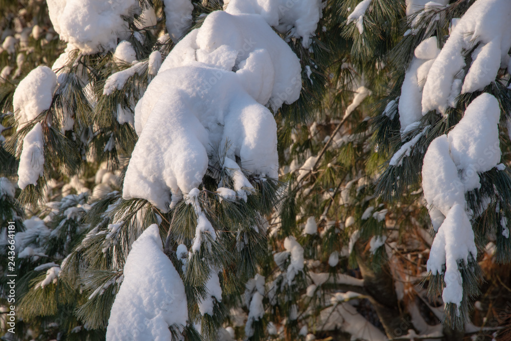 winter snow covered branches winter snow covered branches
