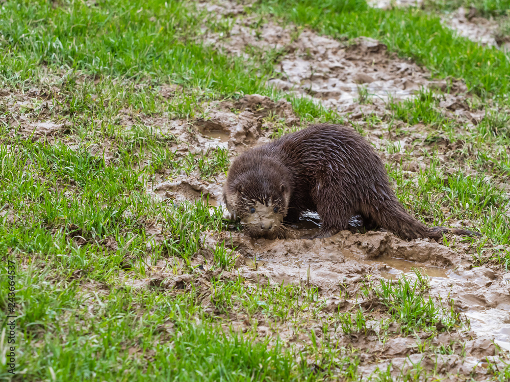 Young Eurasian Otter (Lutra lutra) Playing in the Mud Young Eurasian Otter (Lutra lutra) Playing in the Mud