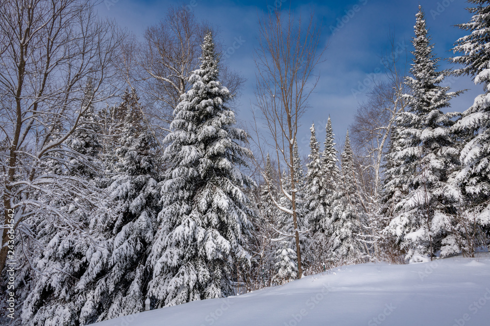winter snow-covered evergreen trees Landscape