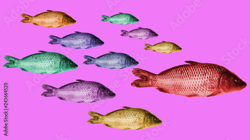 Contemporary art collage. The team holds together, swim in the same direction. Colorful fish.
