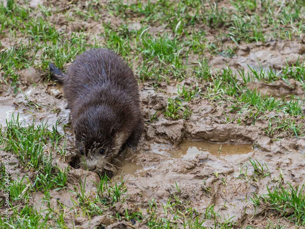 Young Eurasian Otter (Lutra lutra) Playing in the Mud Young Eurasian Otter (Lutra lutra) Playing in the Mud