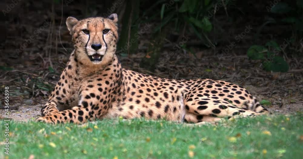 Slow motion video of yawning cheetah. Beautiful big cat dispays fangs and teeth Slow motion video of yawning cheetah. Beautiful big cat dispays fangs and teeth