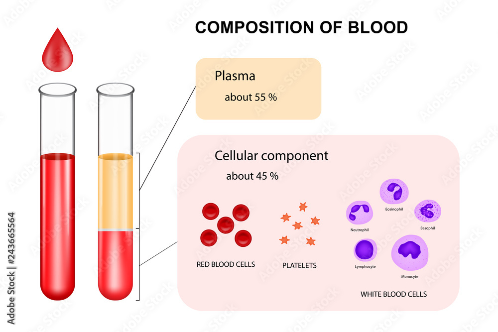 Infographic composition of blood concept vector Infographic composition of blood concept vector