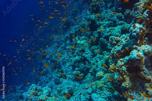 Thriving, colorful tropical coral reef, surrounded by tropical fish.