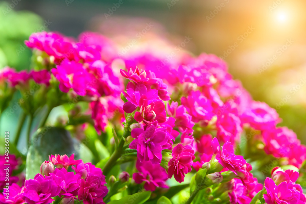 spring flowers sunlight background spring flowers sunlight background