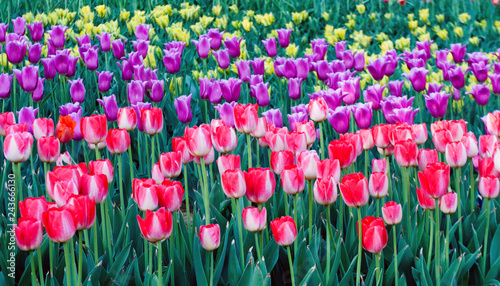 multicolor tulip flower park