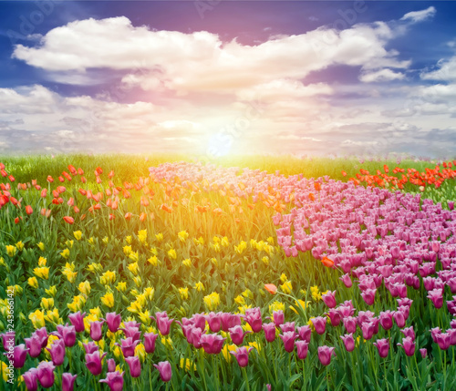 Fototapeta Naklejka Na Ścianę i Meble -  tulips in spring