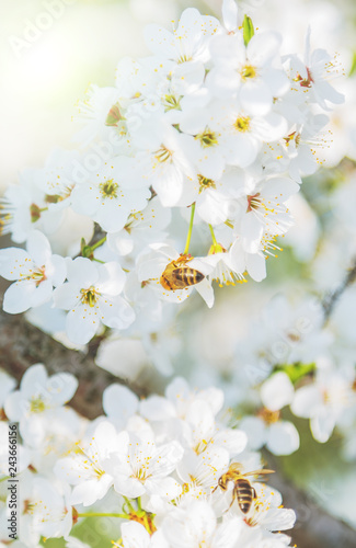 Sakura Flower Spring season abstract nature background