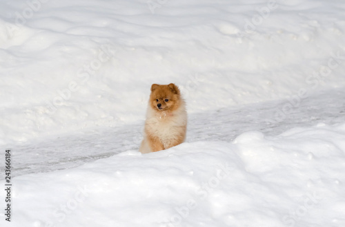 Funny little red Pomeranian on a walk in the Park in the winter © Anastasiia