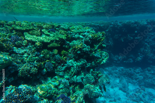 Beautiful underwater coral reef with tropical fish in red sea