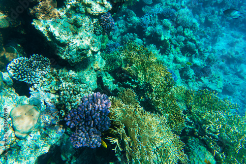 Fototapeta Naklejka Na Ścianę i Meble -  Beautiful underwater coral reef with tropical fish in red sea