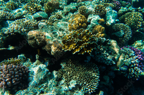 Fototapeta Naklejka Na Ścianę i Meble -  Underwater world. Coral fishes of Red sea. Egypt