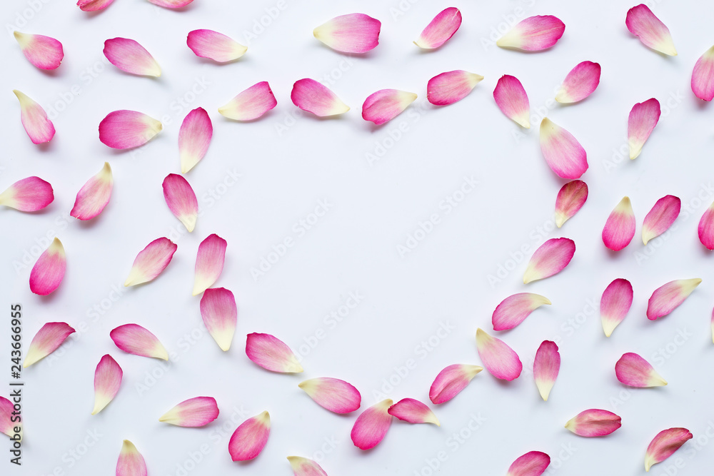 Lotus petals on white Lotus petals on white