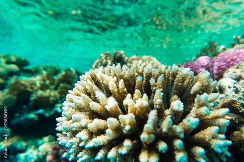 Underwater shooting. Coral reef and its inhabitants in Red Sea