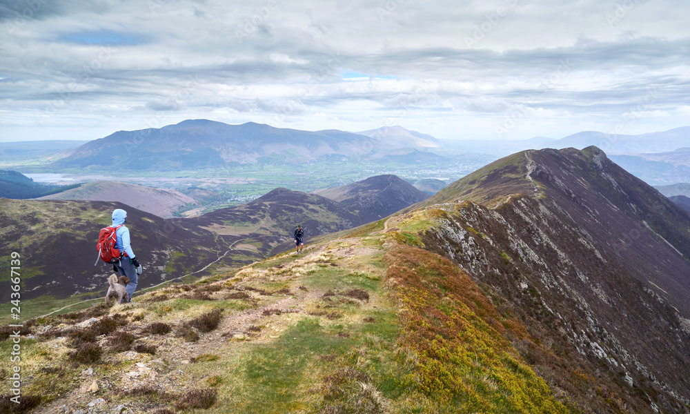 A hiker mountain walking  in the English Lake District, UK. Descending Scar Crags and approaching Causey Pike.