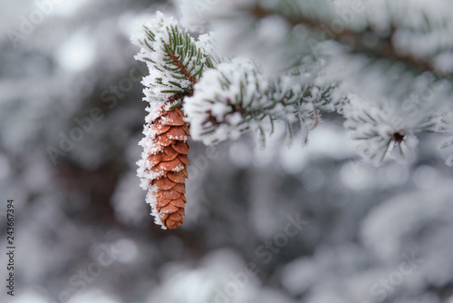 Pine branch with cones covered with snow and frost.