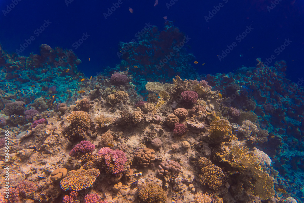 Fototapeta premium Tropical fishes on a beautiful coral reef garden in Red Sea