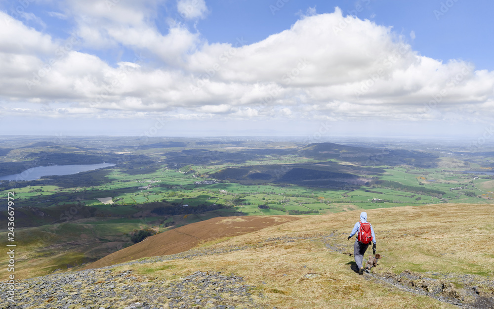 A hiker and their dog descending the summit of Skiddaw towards Barkbethdale Gill, the English Lake District. UK.