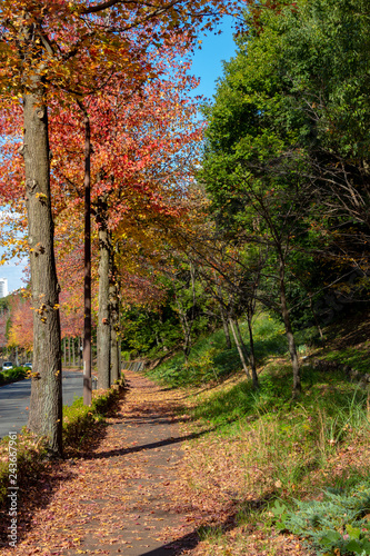 Wallpaper Mural Autumn leaves seen in the housing complex in Tama City, Tokyo, Japan Torontodigital.ca