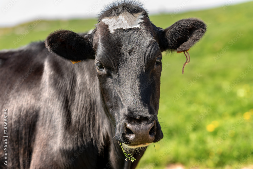 Curious black cow looking at camera Curious black cow looking at camera