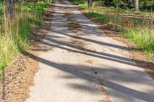 Road through pine forest