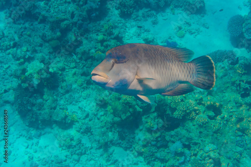Napoleon fish. Inhabitants of the Great Barrier Reef in red Sea