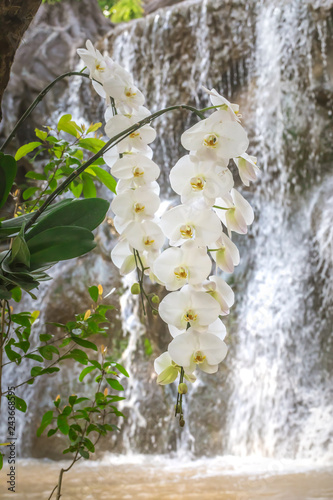 Fototapeta Naklejka Na Ścianę i Meble -  White orchid flowers in garden on waterfall background.