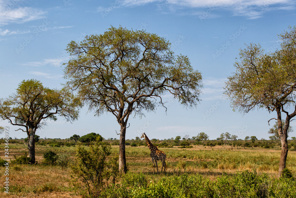 Male giraffe in the Kruger National Park in South Africa